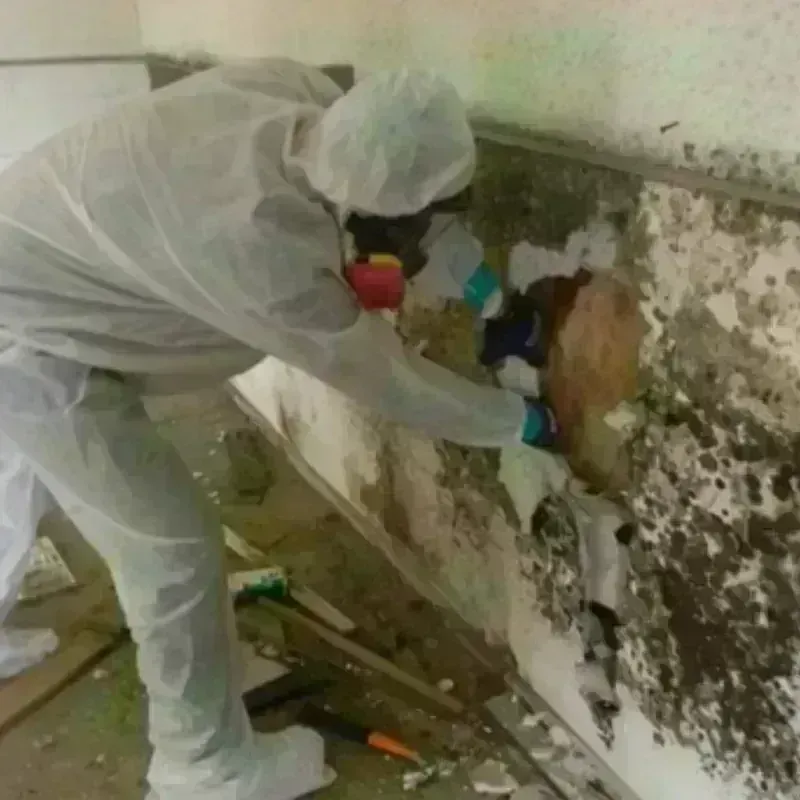 Mold Remediation and Removal in Theodore, AL